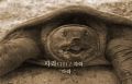 2026년 1월 5일 (월) 19:23 판의 섬네일