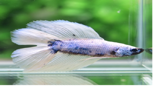 Doubletail.png