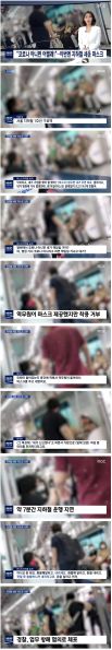 파일:돼지가 또.jpg