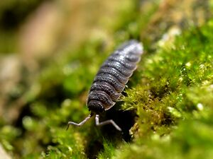 Porcellio scaber.jpg