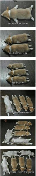 파일:커여어.jpg