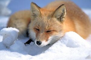 Fox15.jpg