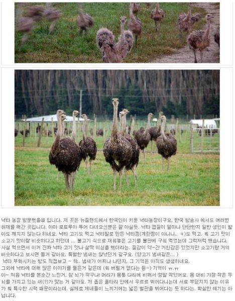 파일:낙타농장.jpg