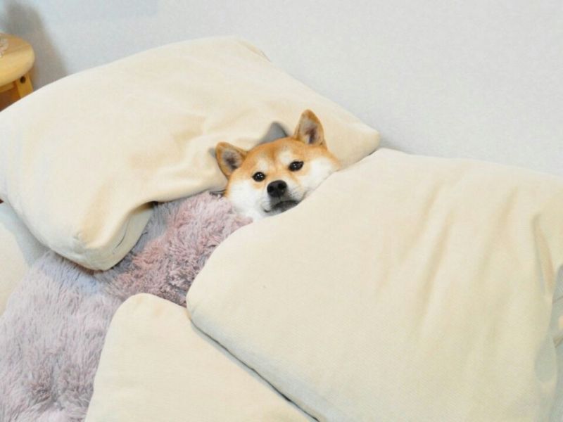 파일:이불 밖은 위험해.jpg