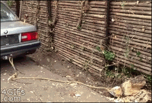 차돌박이.gif