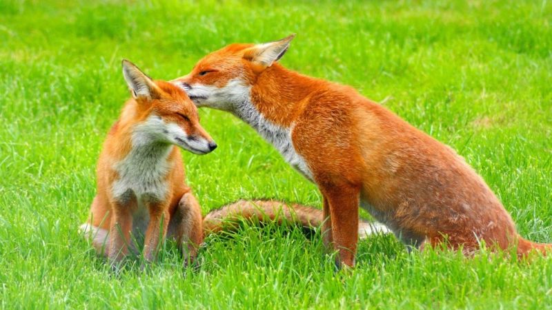 파일:Fox34.jpg