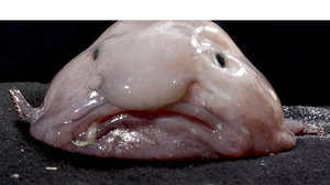 블롭피쉬.png