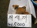 2026년 1월 5일 (월) 19:14 판의 섬네일
