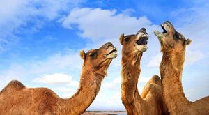 CAMEL.jpg