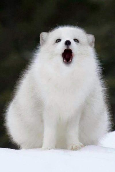 파일:Arctic02.jpg