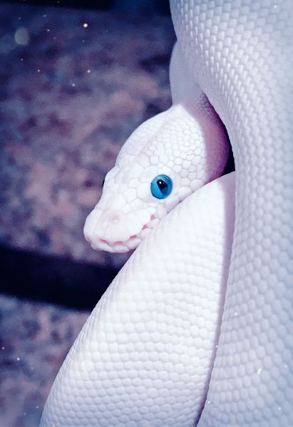 파일:푸른눈의 백사.jpg