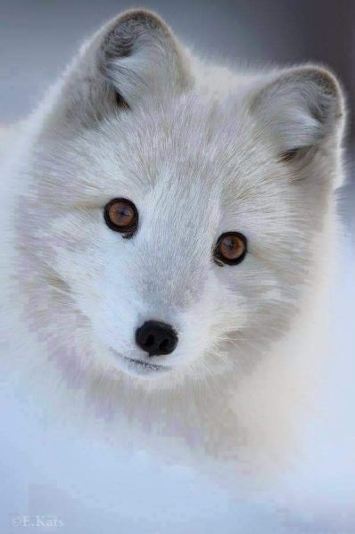 파일:Arctic03.jpg