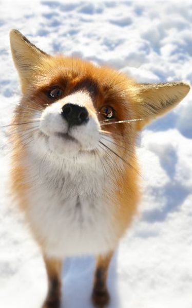 파일:Fox04.jpg