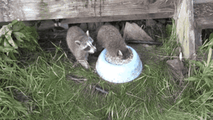 1030113731 d48b3dbd.gif