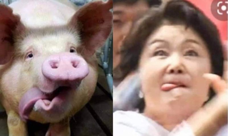 파일:돼정숙.jpg