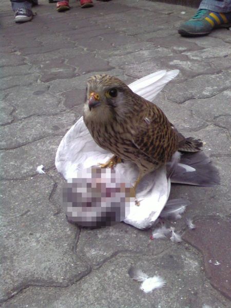 파일:황장군니뮤.jpg