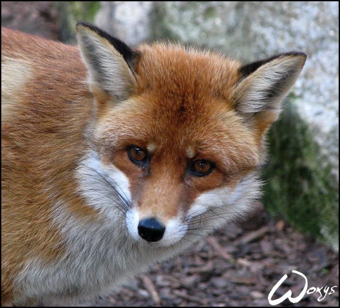 파일:Fox12.jpg