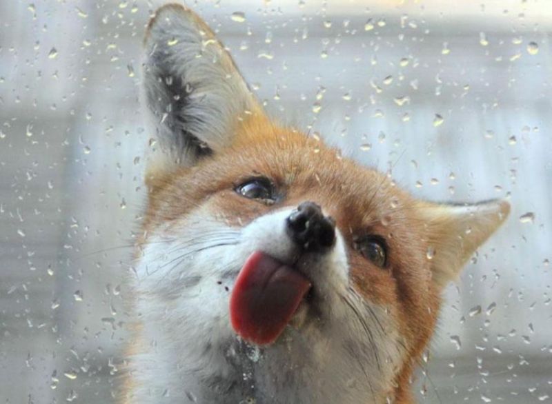파일:Foxtongui.jpg