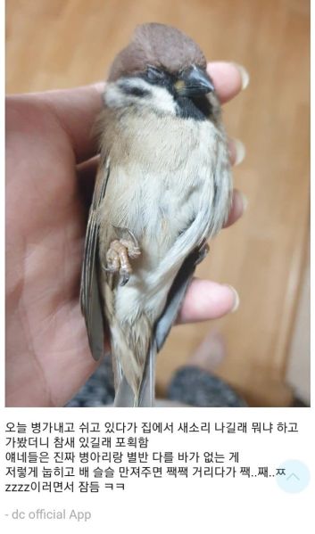 파일:210805sparrow.jpg