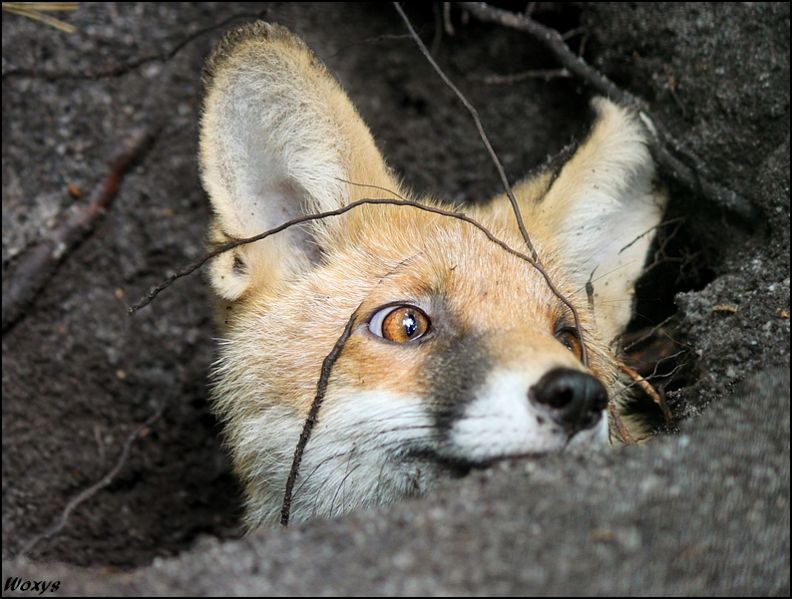 파일:Fox37.jpg