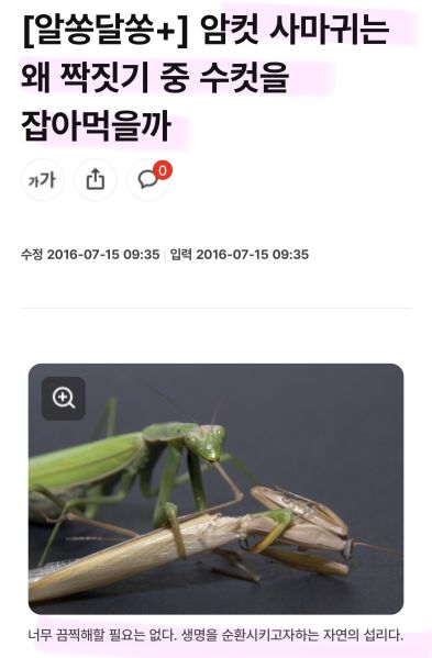 파일:암수사마귀.jpeg