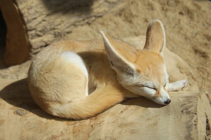 파일:Zoo-2833228 1280.jpg