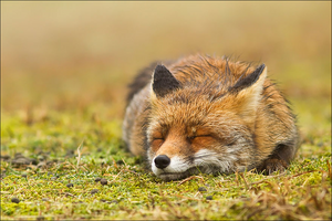 Fox17.png