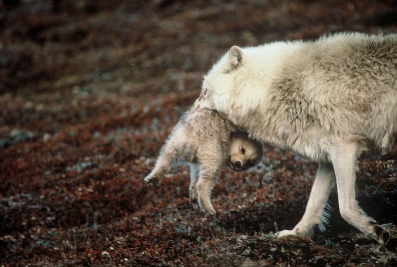 파일:07 Nㅁㄴㅇㅁㄴㅇorth Pole Wolf.JPG