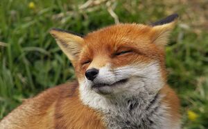Fox01.jpg