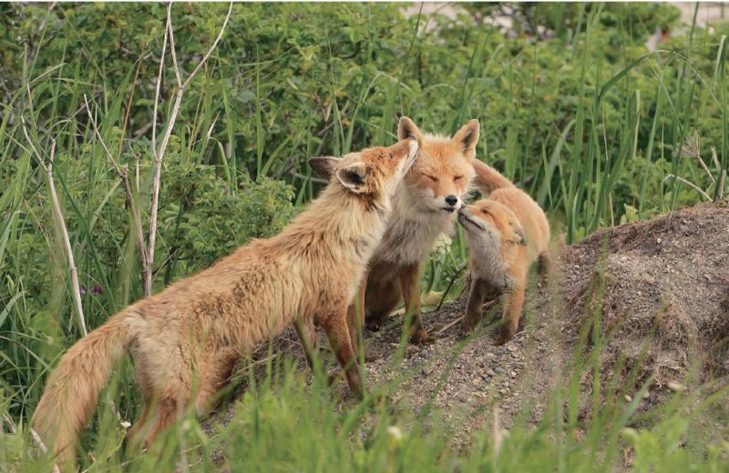 파일:Fox35.jpg
