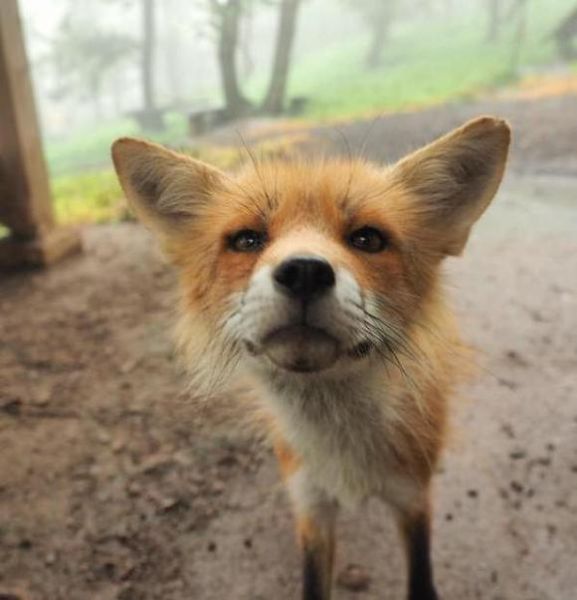 파일:Fox36.jpg