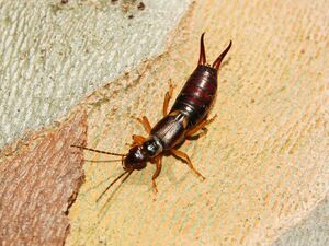 Forficula auricularia.JPG