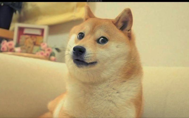 파일:Doge.jpg