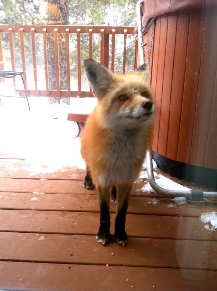 파일:Fox06.jpg