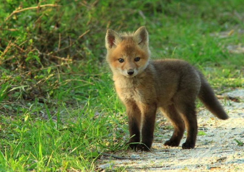파일:Fox39.jpg