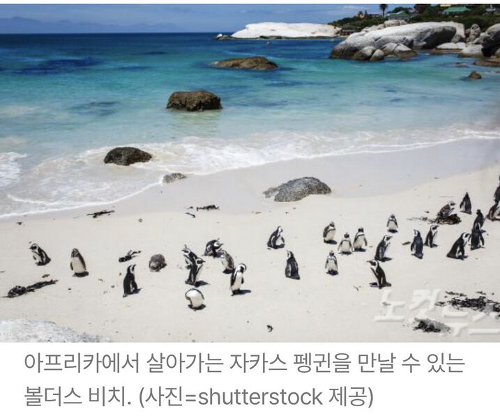파일:아프리카펭귄.jpeg