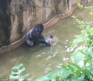 Harambe and kid 1.jpg