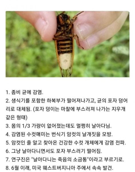파일:좀비 매미.jpg