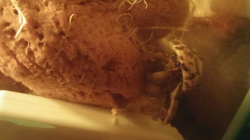 파일:Coenobita Rugosus.jpg