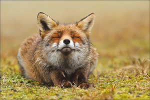Fox23.png