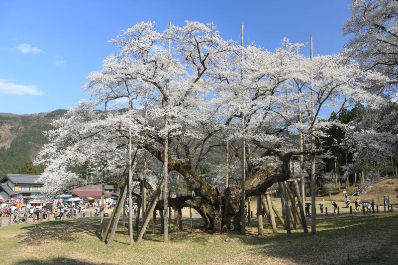 파일:Usuzumi zakura.jpg