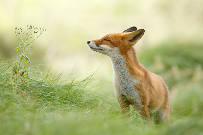 파일:Fox20.png