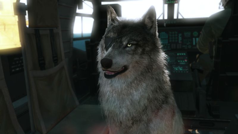파일:D-dog.jpeg