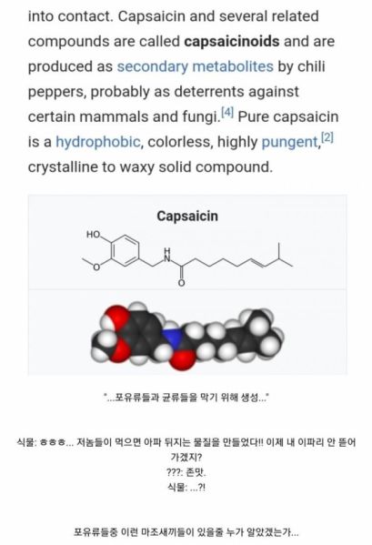 파일:캡사이신의 패배.jpg