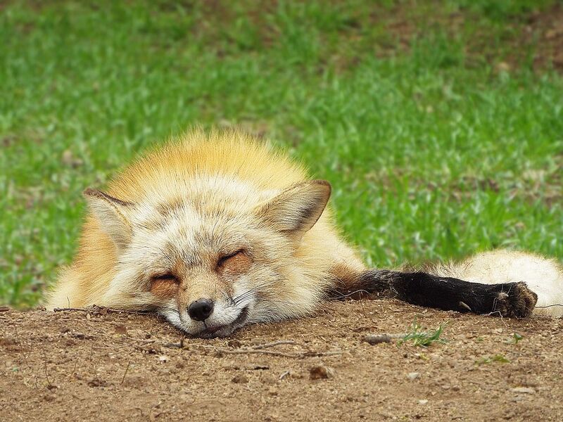 파일:Fox14.jpg