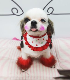 시츄.jpg