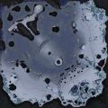 2026년 1월 5일 (월) 19:17 판의 섬네일