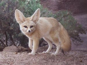 Fennec.jpg