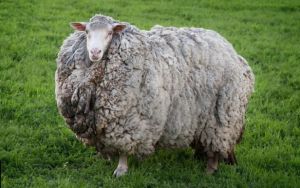 털복숭이 양.jpg