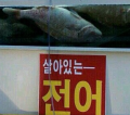2026년 1월 5일 (월) 19:16 판의 섬네일